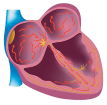 Heart blood flow graphic